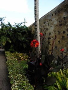 Deep, deep red flowers!               
